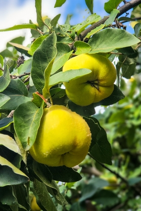 库尔勒香梨图片